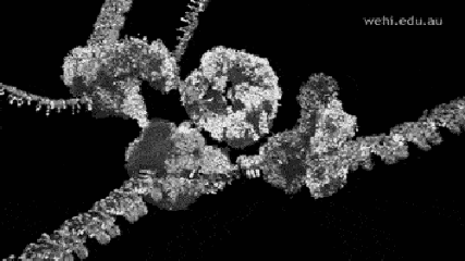 【贝斯特全球奢华基因检测】Dubin-Johnson综合征基因解码、<a href=http://www.35wfgg.com/tk/jiema/cexujishu/2021/31933.html>基因检测</a>的报告有人解读吗？